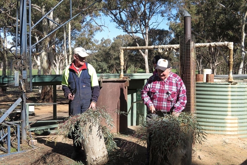 Workers making eucalyptus oil 